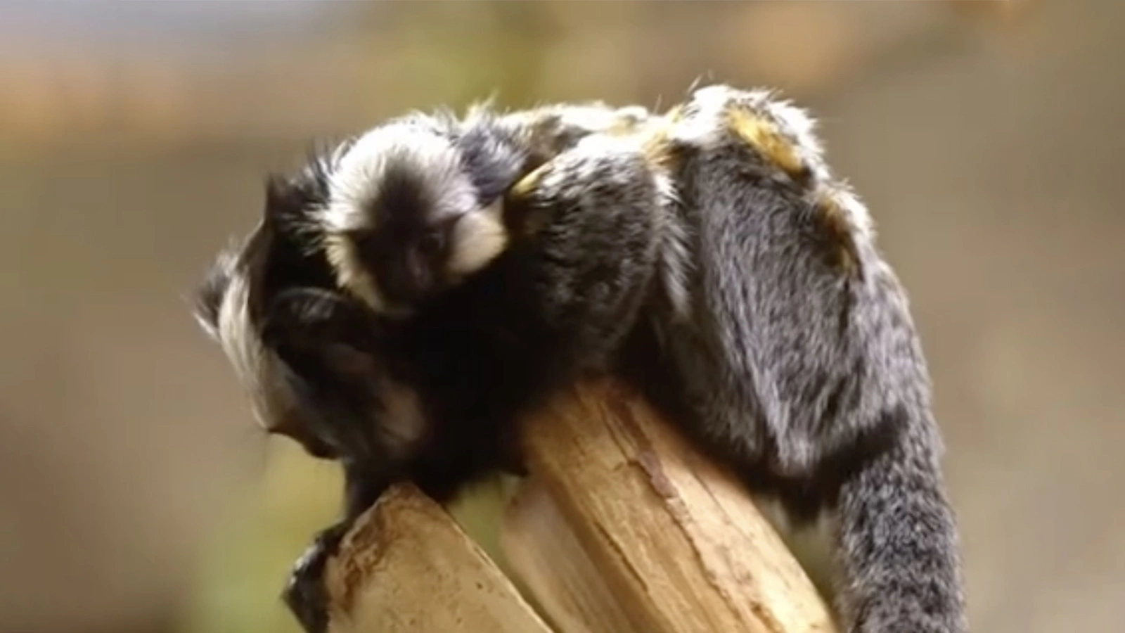 Игрунка Жоффруа с детенышем