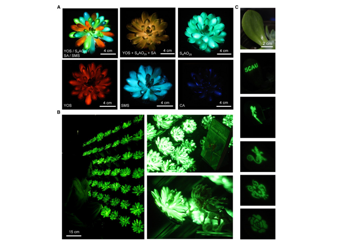 Светящиеся суккуленты
