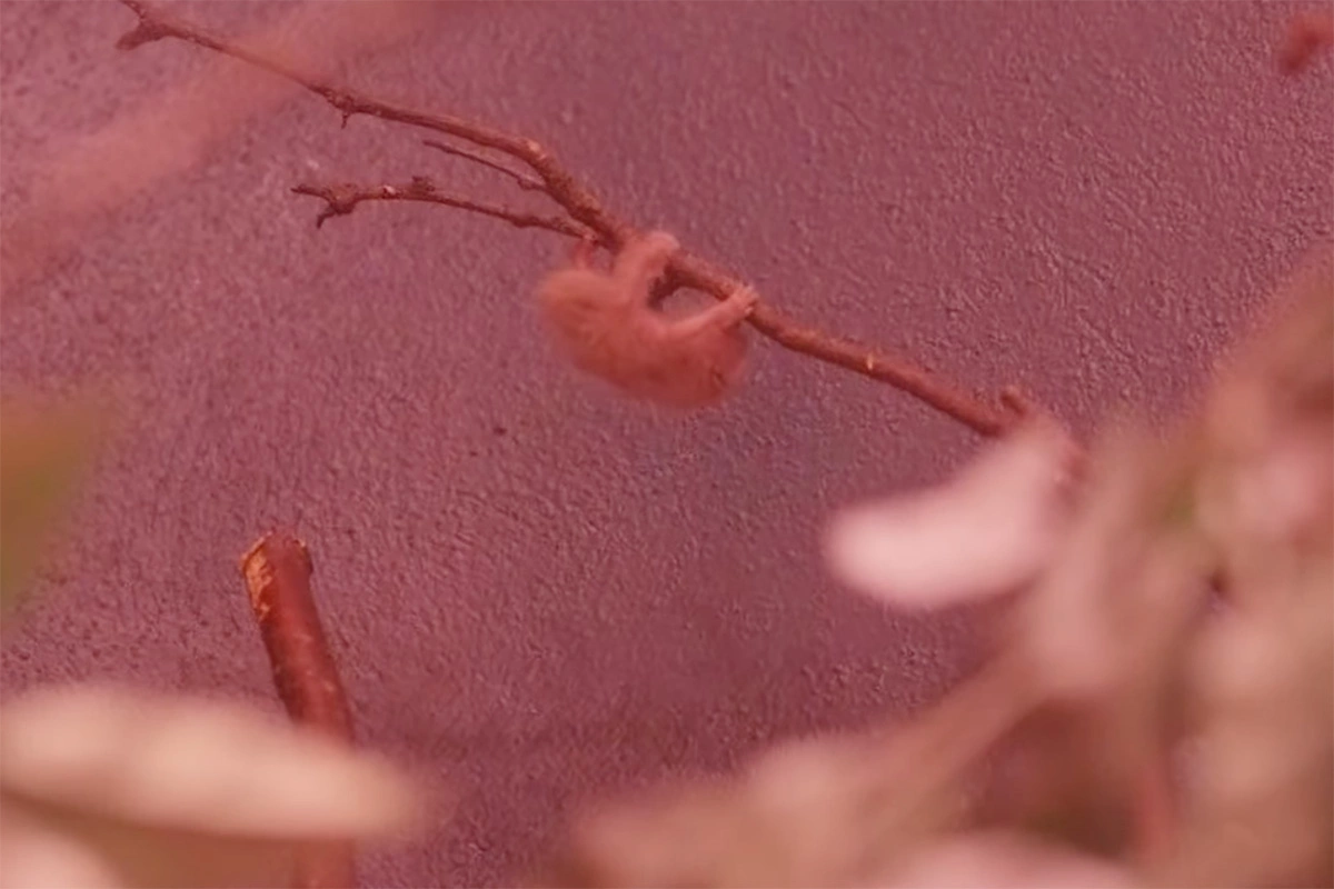 Детеныш малого лори