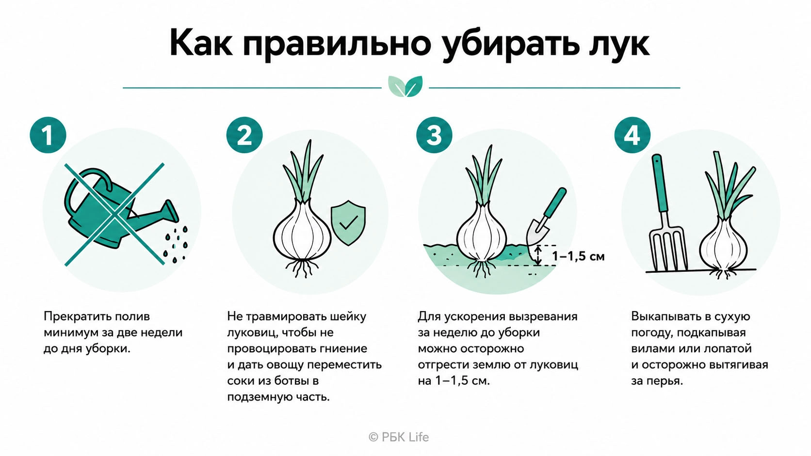 При уборке важно не повредить луковицы и избежать переувлажнения почвы