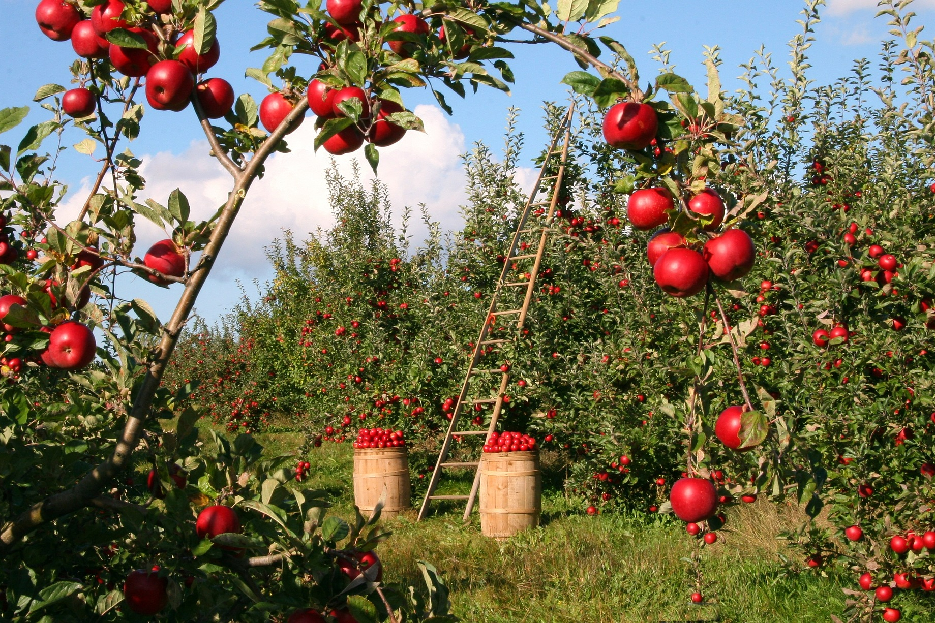 Полифенолы, содержащиеся в яблоках &mdash; это природные антиоксиданты