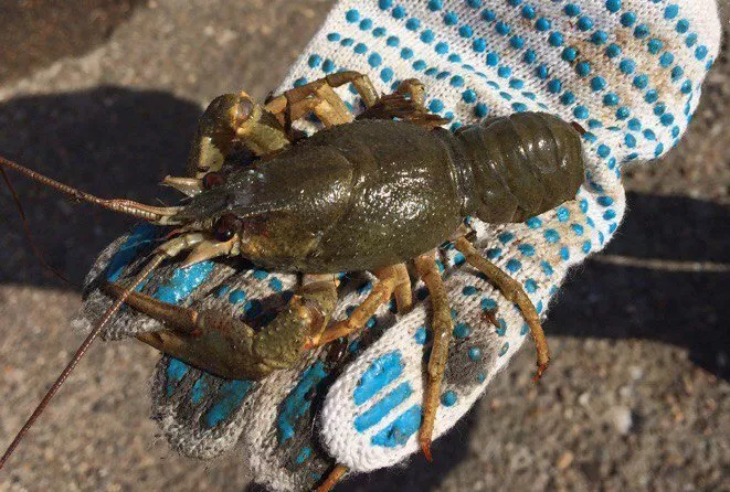 Пресс-служба правительства Нижегородской области