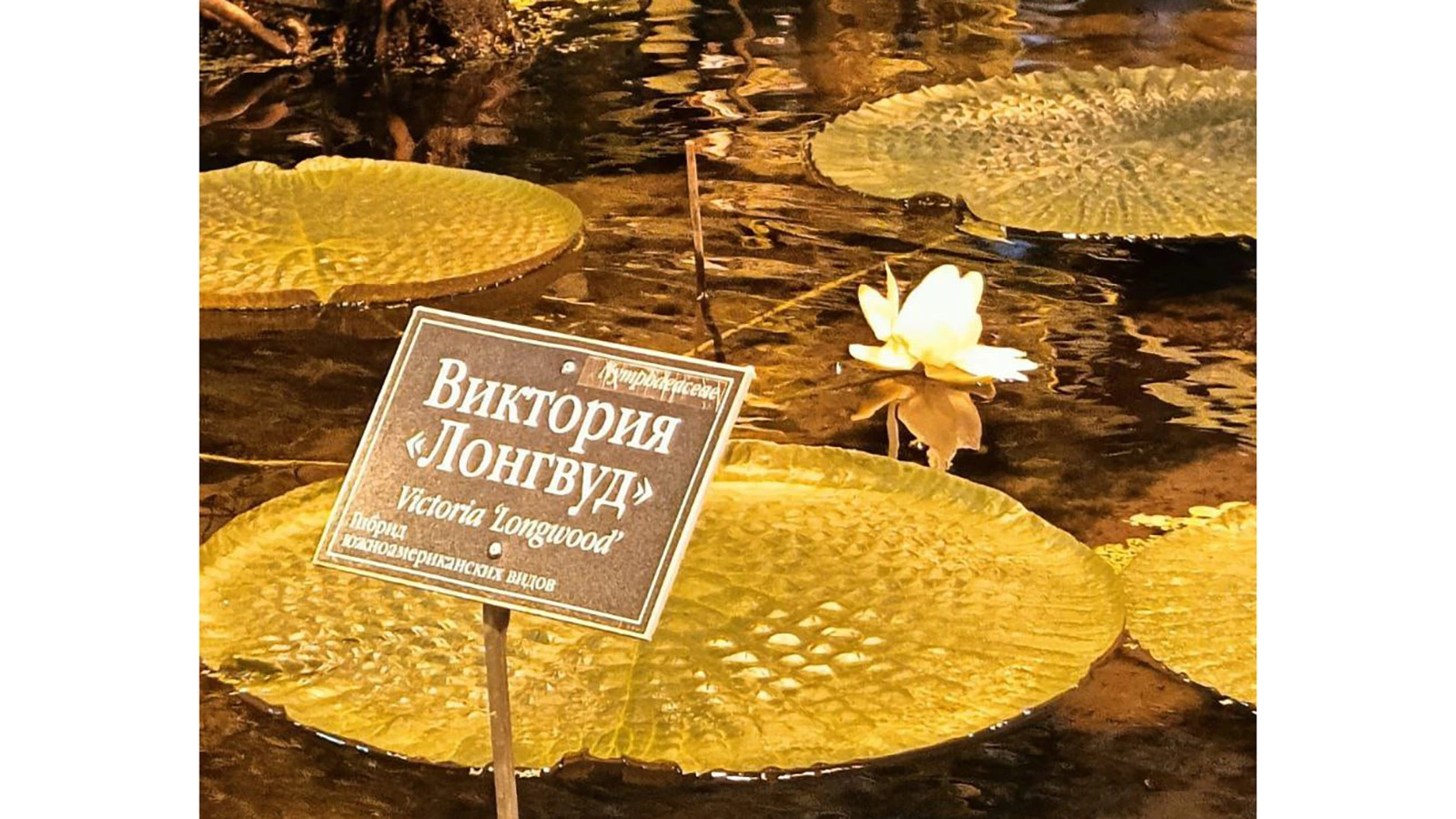 Самая большая кувшинка в мире виктория амазонская