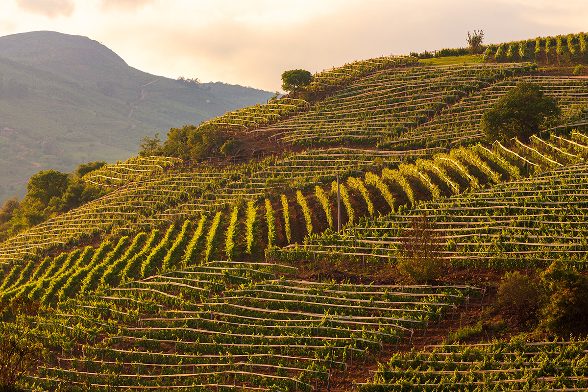 Компания-импортер «Нордер Групп» из Санкт-Петербурга подала как минимум три заявки на регистрацию товарных знаков, совпадающих с наименованиями боливийских вин