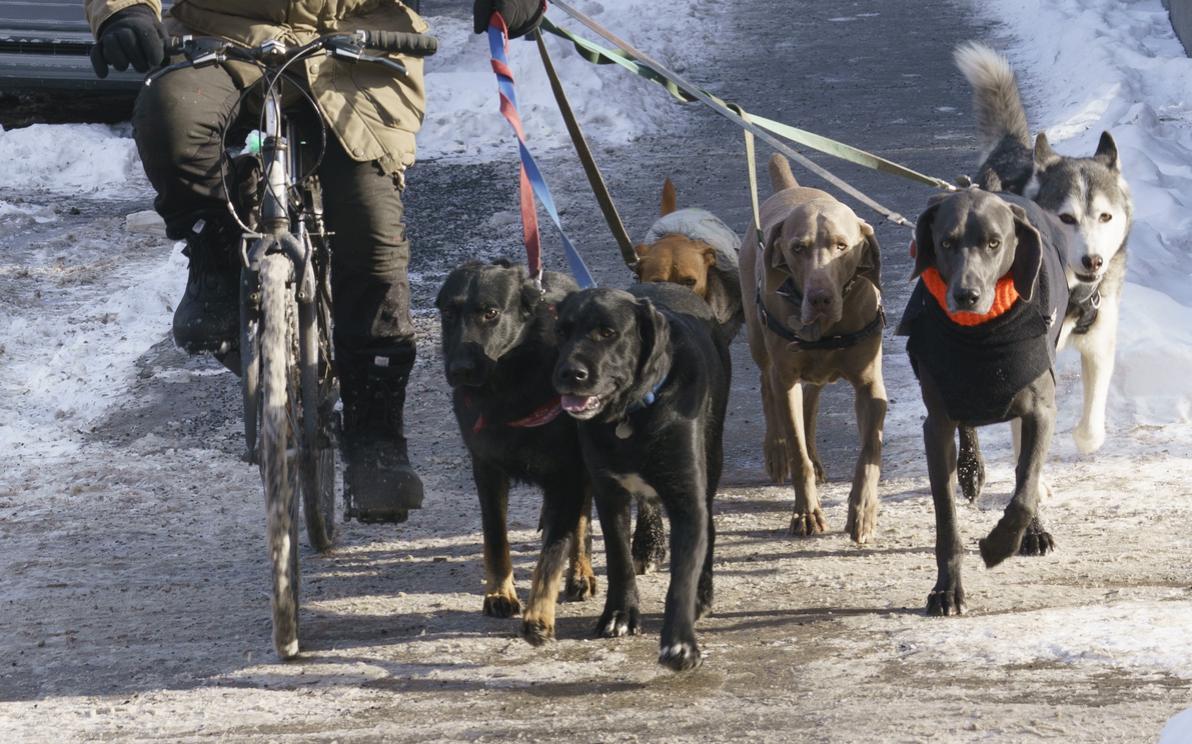 Доходы выгульщиков собак в США после пандемии превысили $8000 в месяц