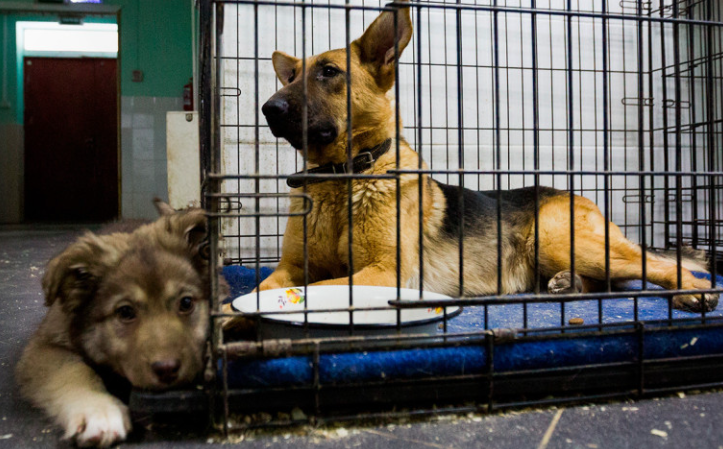 Фото: Кирилл Зыков / АГН «Москва»