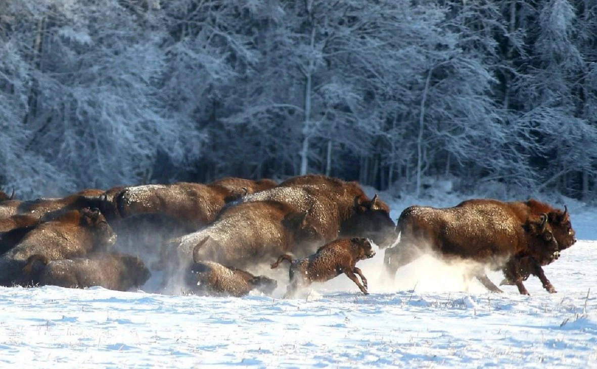 сайт президента Белоруссии