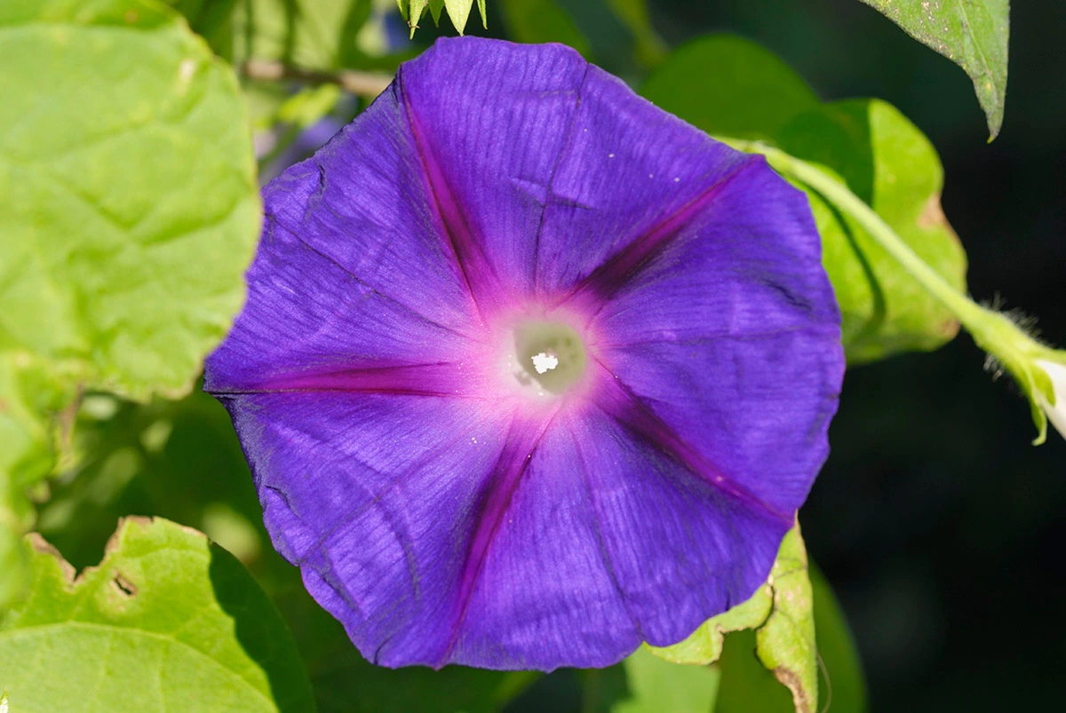 <p>Ипомея (Ipomoea tricolor)&nbsp;представляет собой многоствольную декоративную лиану с цветущими летом трубчатыми цветками фиолетового, розового, синего или белого цвета</p>