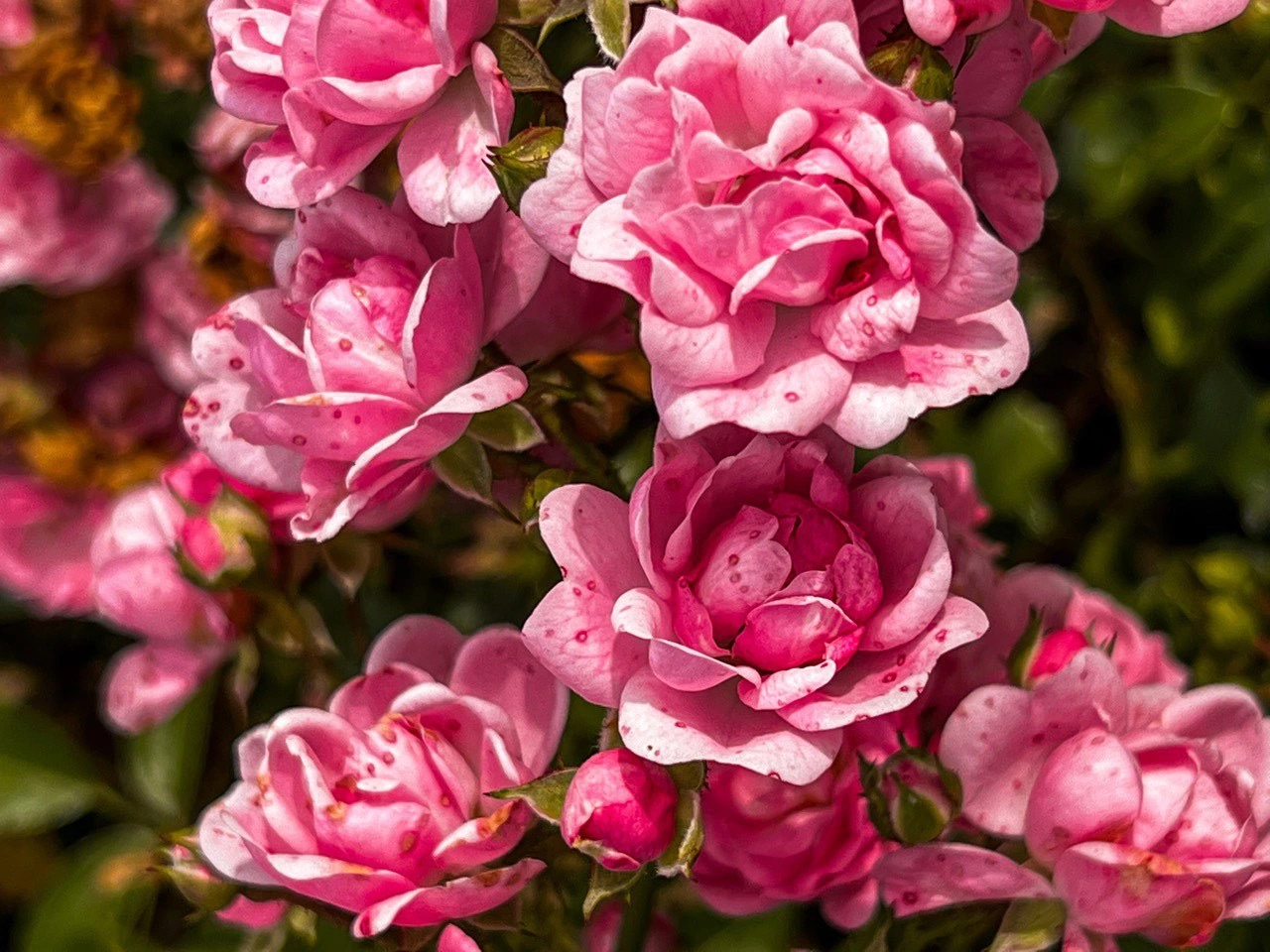 РБК Приморье