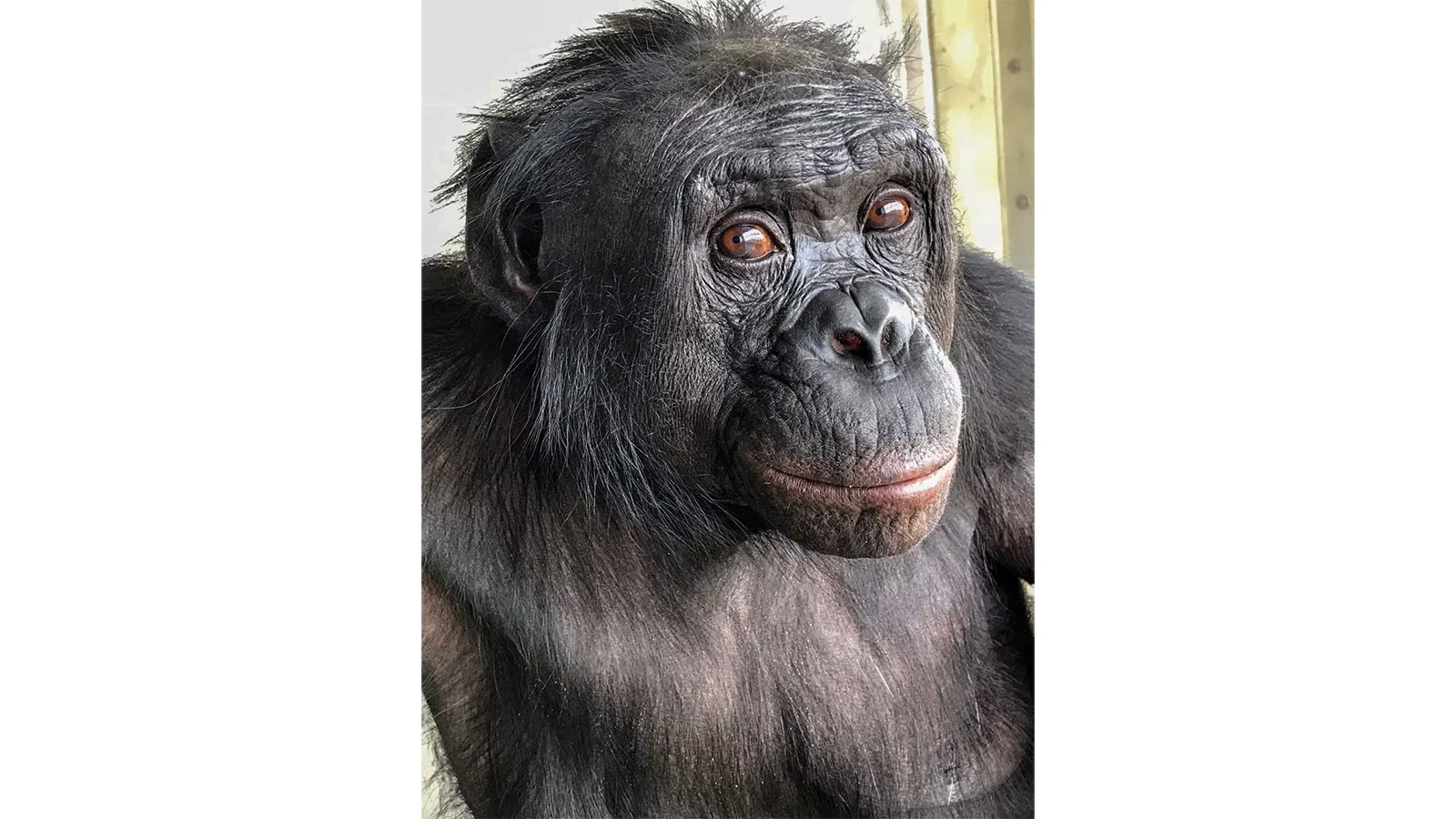 Бонобо Канзи