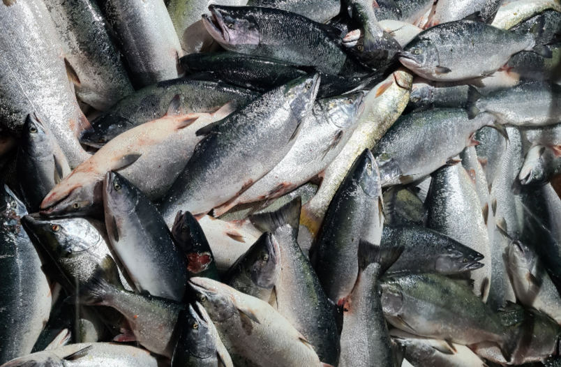 РБК Приморье