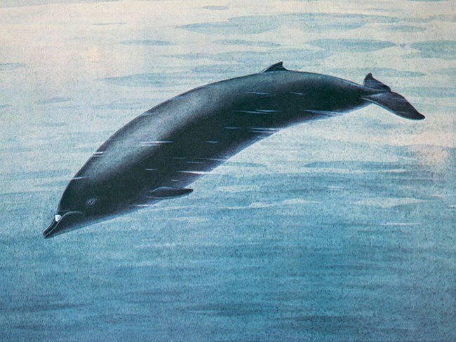 Так изобразил командорского ремнезуба советский биолог и художник-анималист Николай Кондаков

