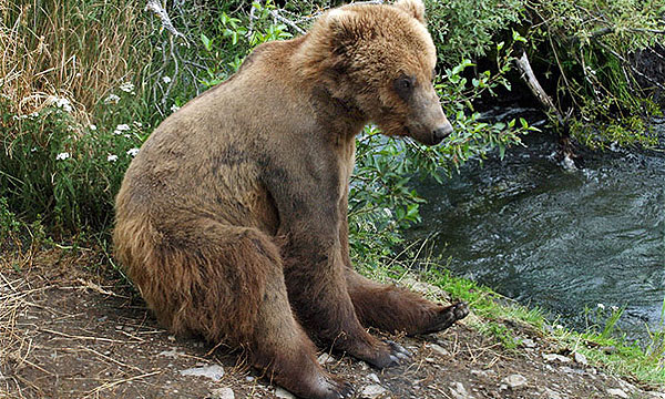 В Колорадо медведь чуть не угнал машину