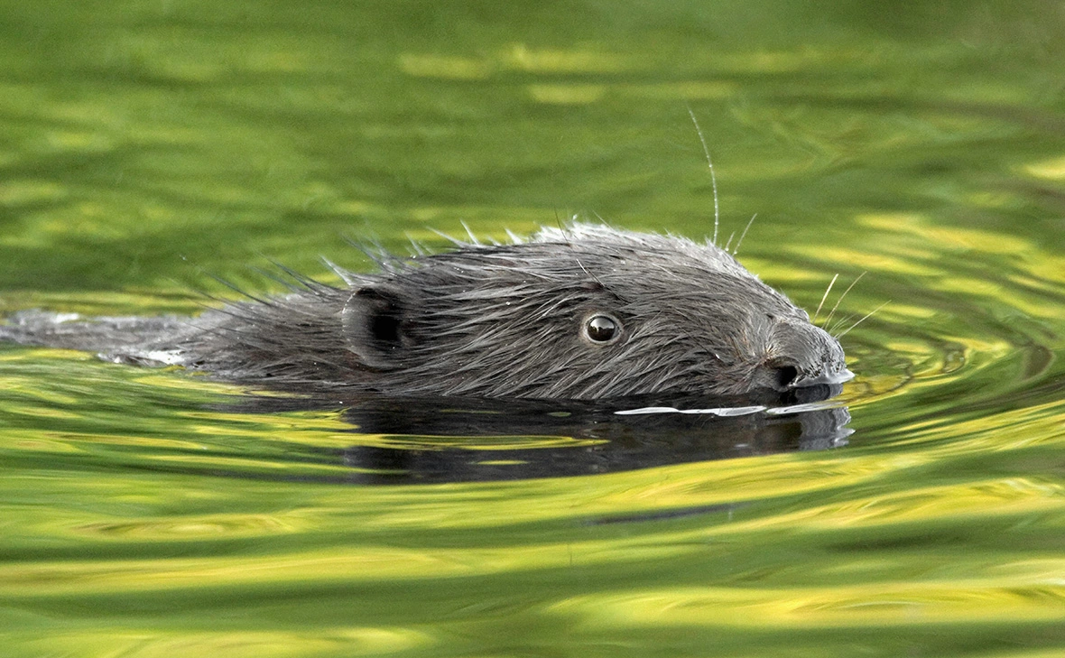 H. van Diek / Agami / blickwinkel / imago stock&people / Global Look Press