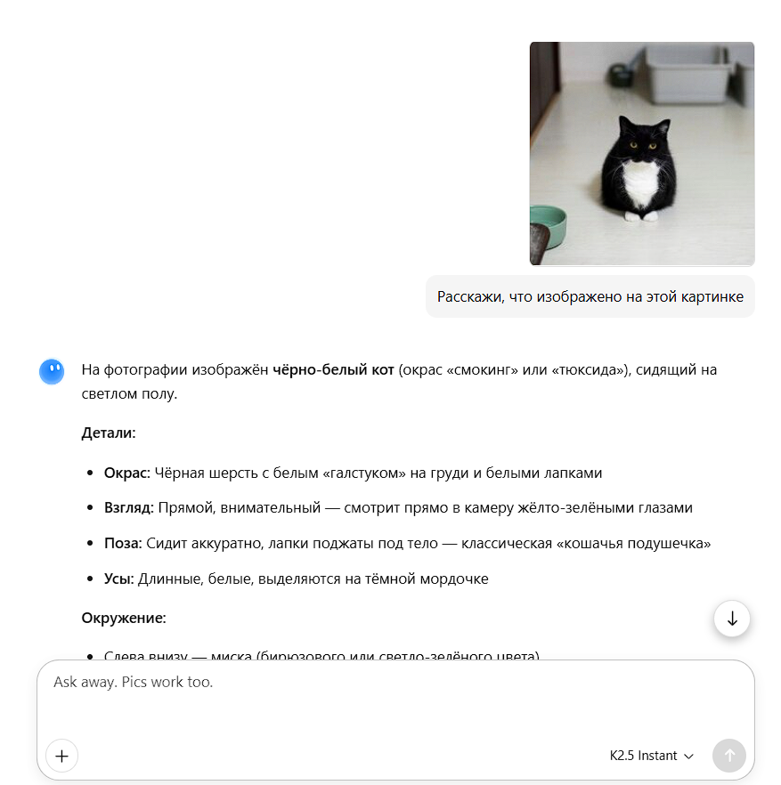 Kimi изучает фотографию кота