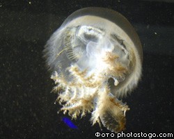 Медузы-гиганты оккупировали заливы Приморья 