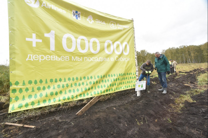 В Новосибирской области высадили 20 тысяч деревьев