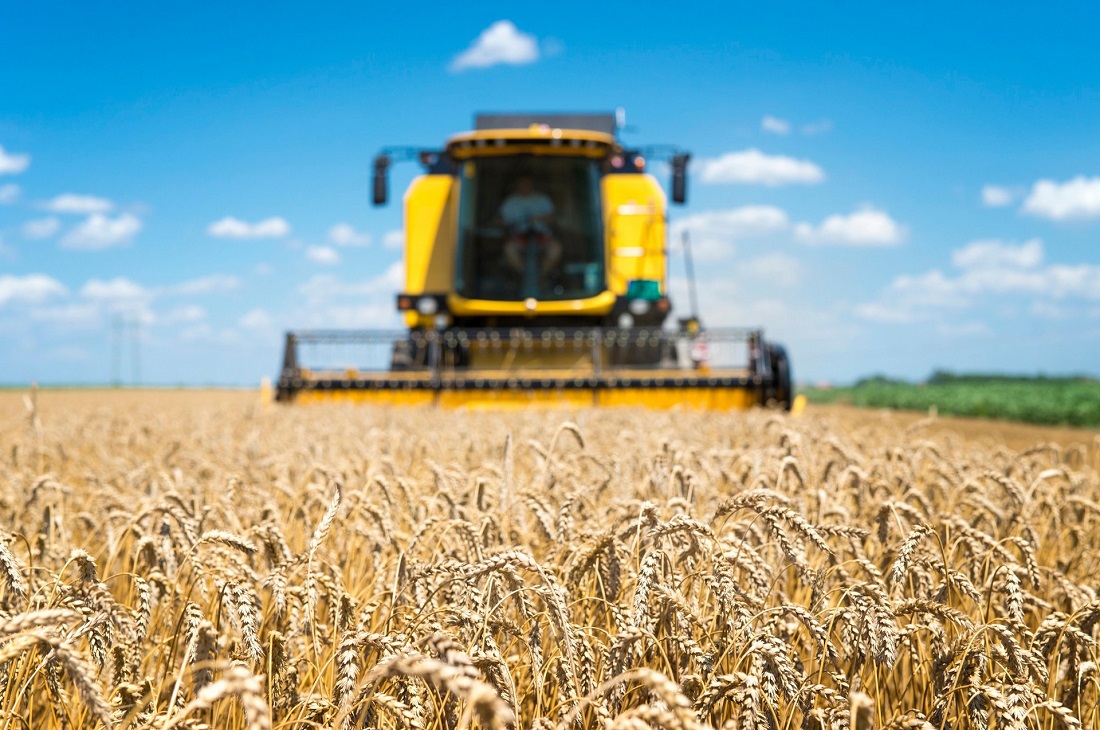 Урожайность пшеницы в Ростовской области увеличилась на 13% в 2022г.