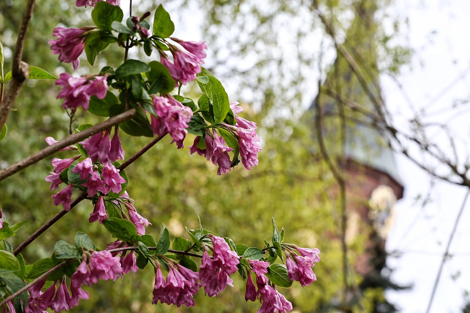 Александр Подгорчук