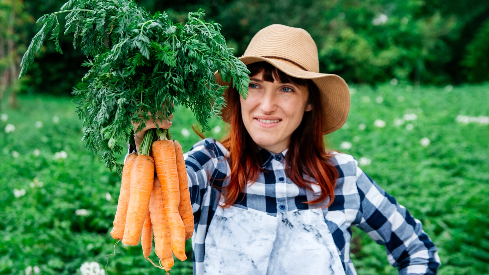 Зрелые корнеплоды можно съесть сразу или сохранить в погребе как обычную осеннюю морковь
