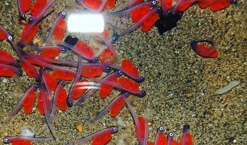 Росрыболовство