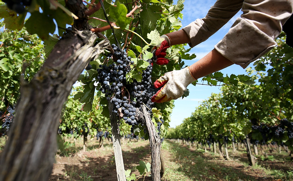 Виталий Тимкив / ТАСС