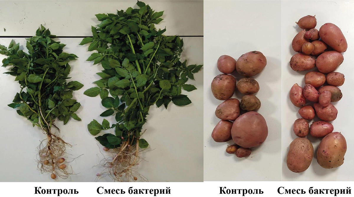 <p>Справа картофель, семена которого были обработаны смесью бактерий. Слева &mdash;&nbsp;без обработки</p>