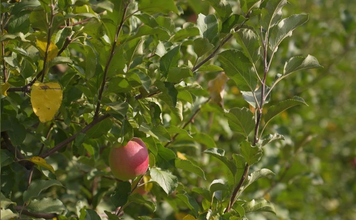 РБК Черноземье