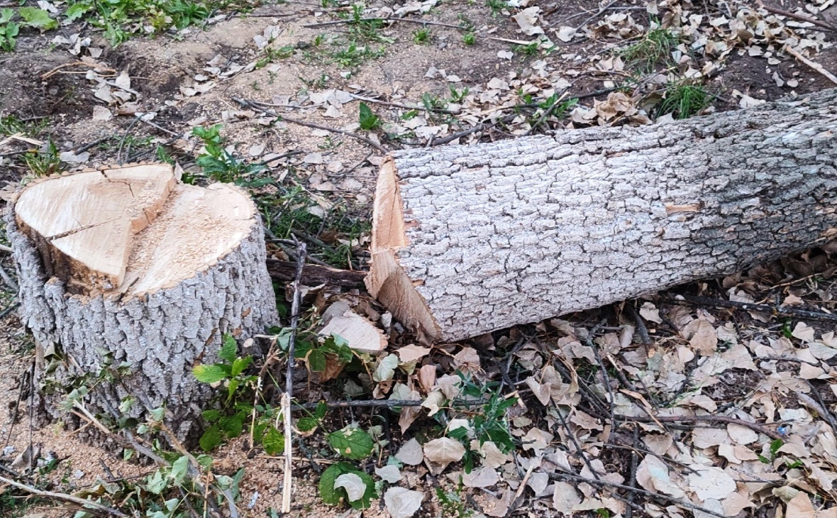 РБК Черноземье