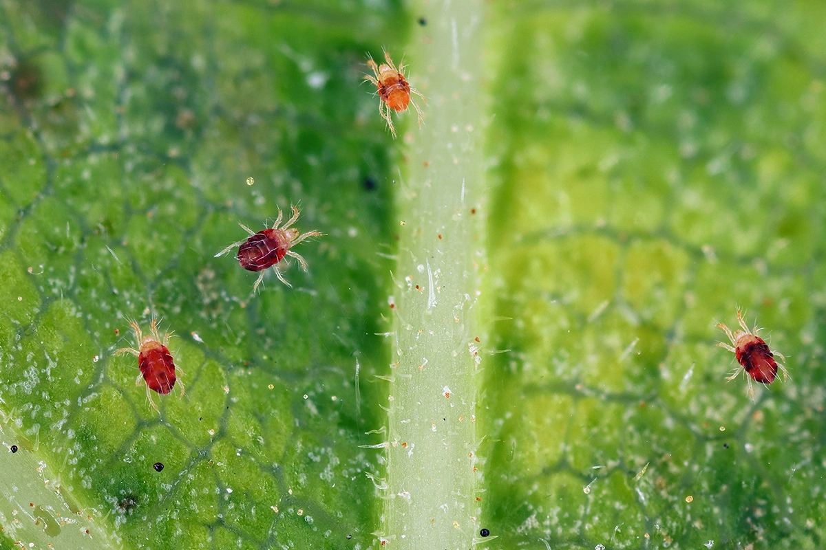 Причиной скручивания листьев может стать атака насекомых-вредителей