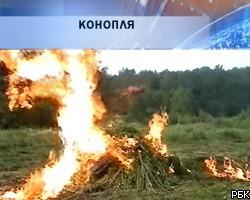 В Тюменской области оперативники уничтожили 60 тонн конопли