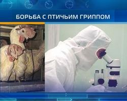 "Птичий грипп" продолжает распространяться по Вьетнаму