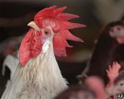 В пяти регионах РФ домашние птицы заражены гриппом Н5N1