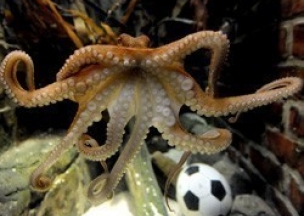 Немецкий океанариум нашел замену осьминогу Паулю