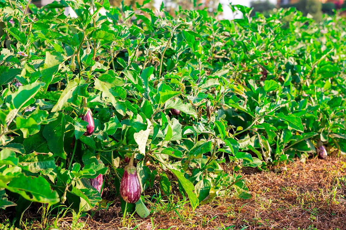 Выбирайте для посадки самое теплое место участка