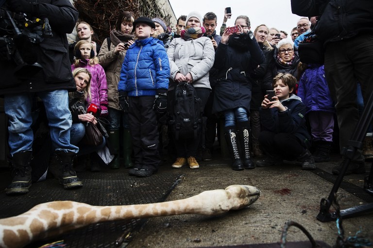 В датском зоопарке умертвят еще одного жирафа Мариуса