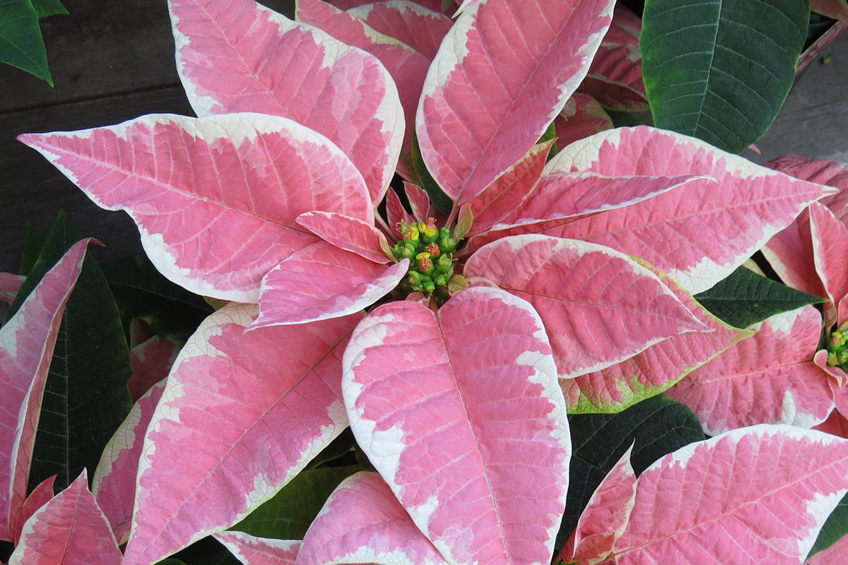 Чаще всего прицветники пуансеттии бывают красными, но встречаются растения и других оттенков