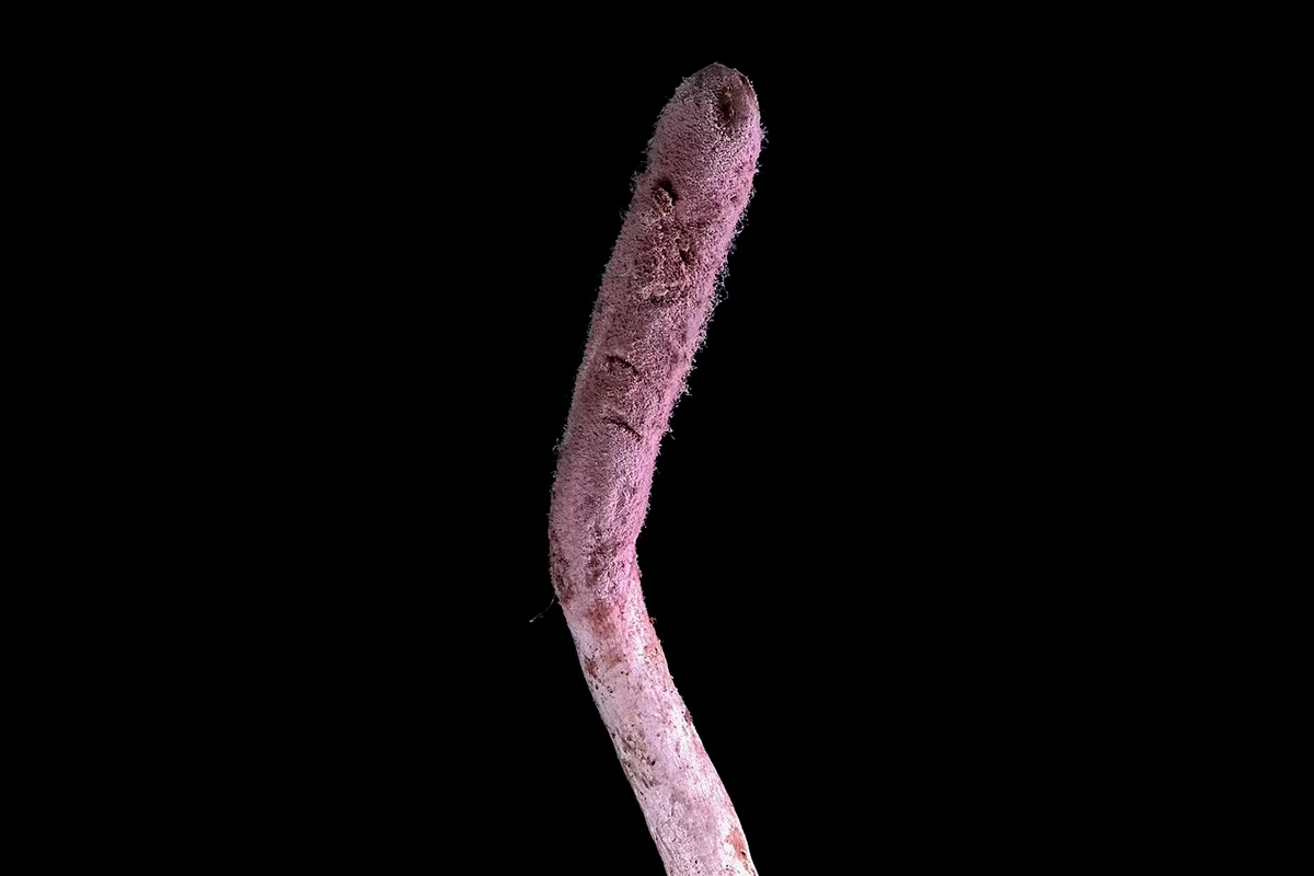 Гриб Purpureocillium