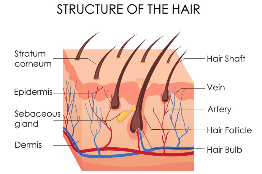 Схема строения волоса