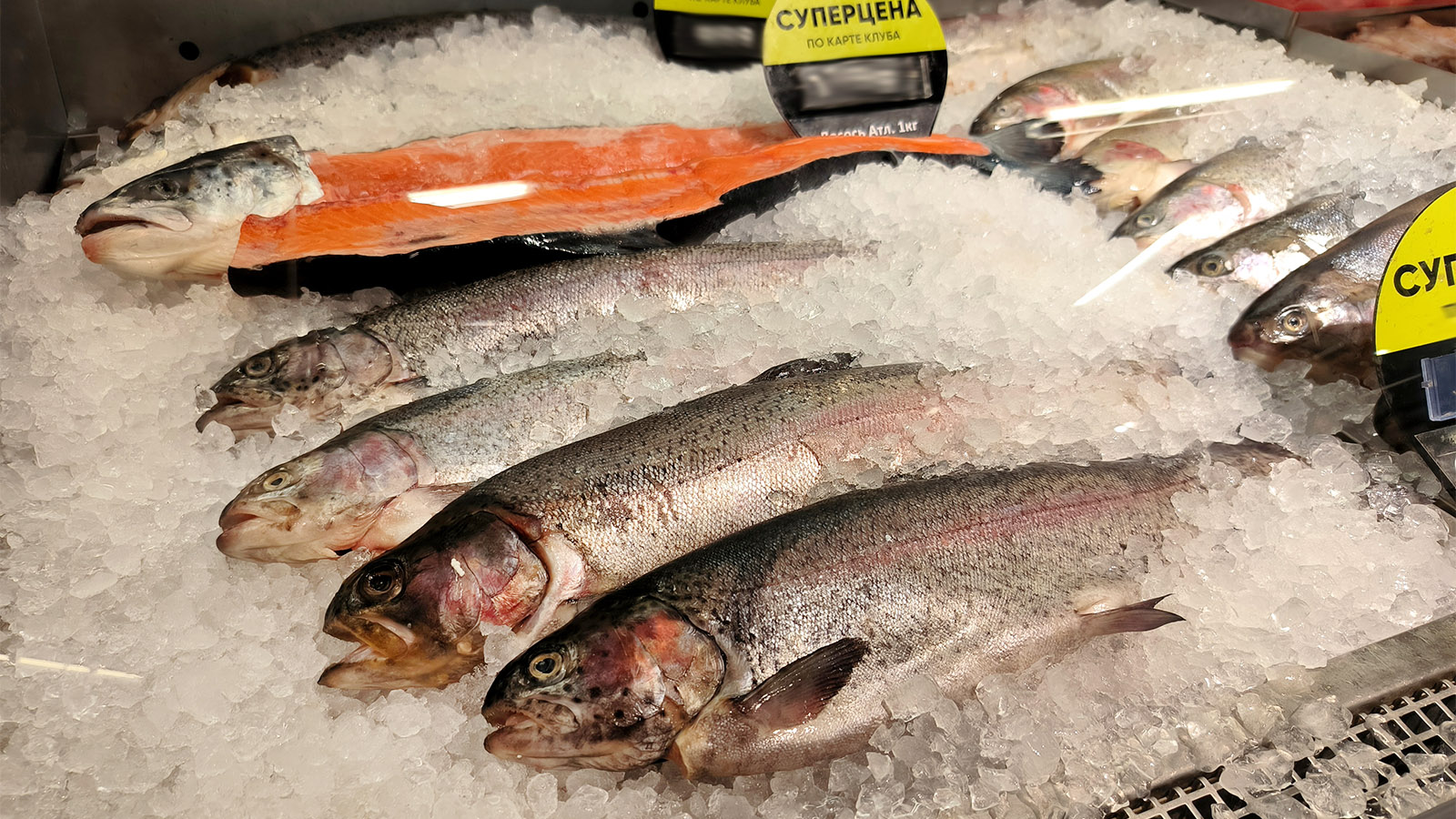 Как посолить кету в домашних условиях — рецепты вкусной и быстрой засолки красной рыбы