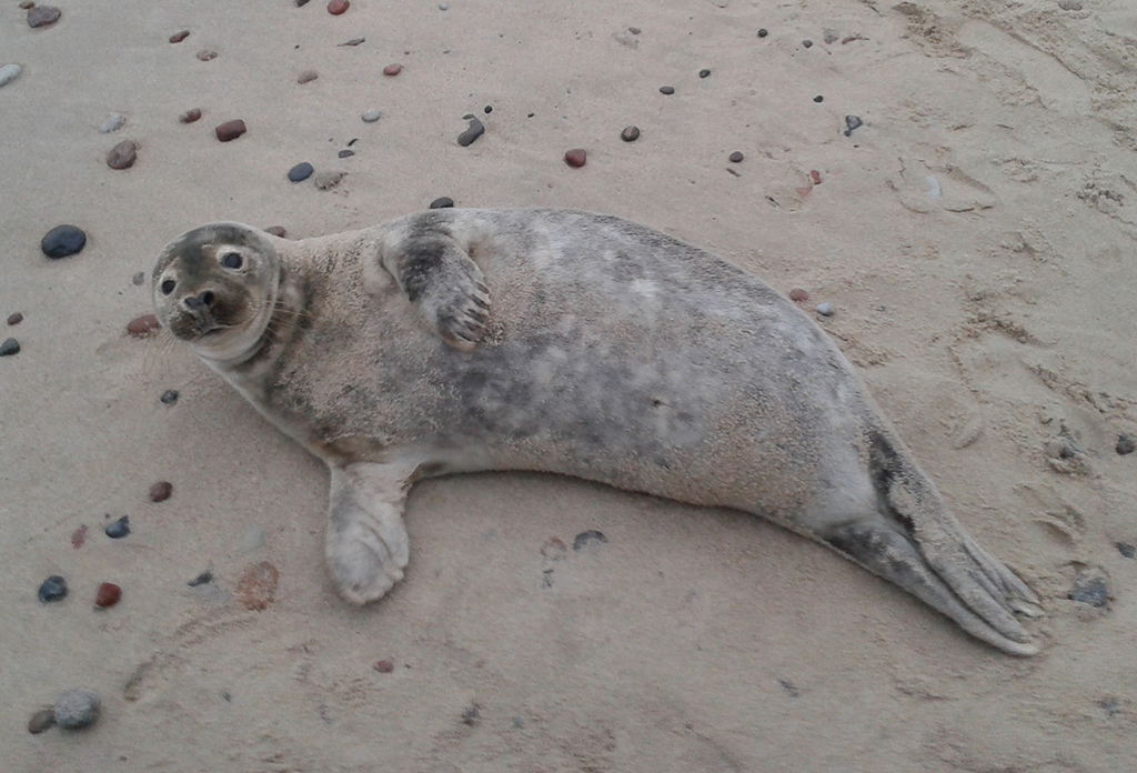 Животные, занесенные в Красную книгу России: 15 редких