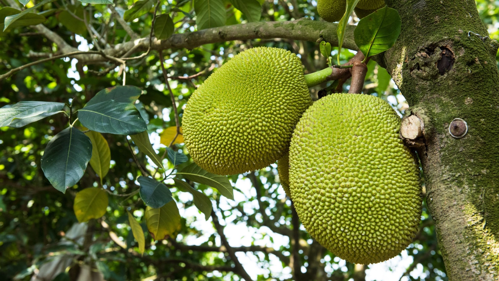 В странах Азии джекфрут используют как для приготовления сладостей, так и в соленых блюдах