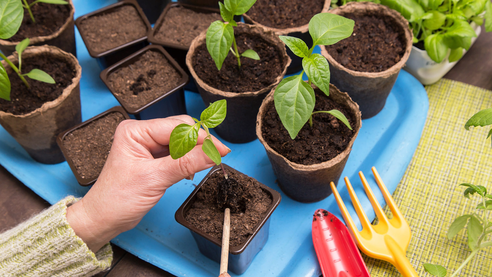 Посадка в феврале — это начало огородного сезона для увлеченных садоводов