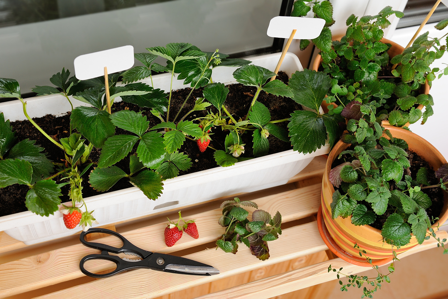 Jahody a lesní jahody lze pěstovat i mimo balkon, ale potřebují zvláštní péči