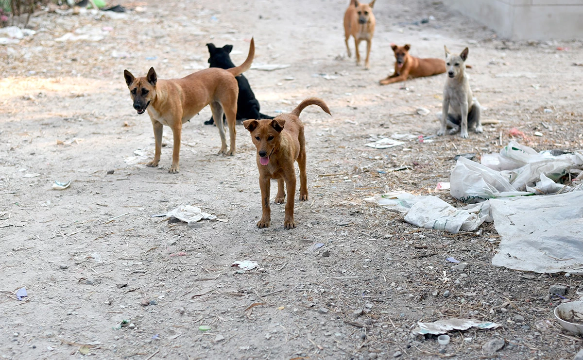 Anon pongruengkiat / Shutterstock