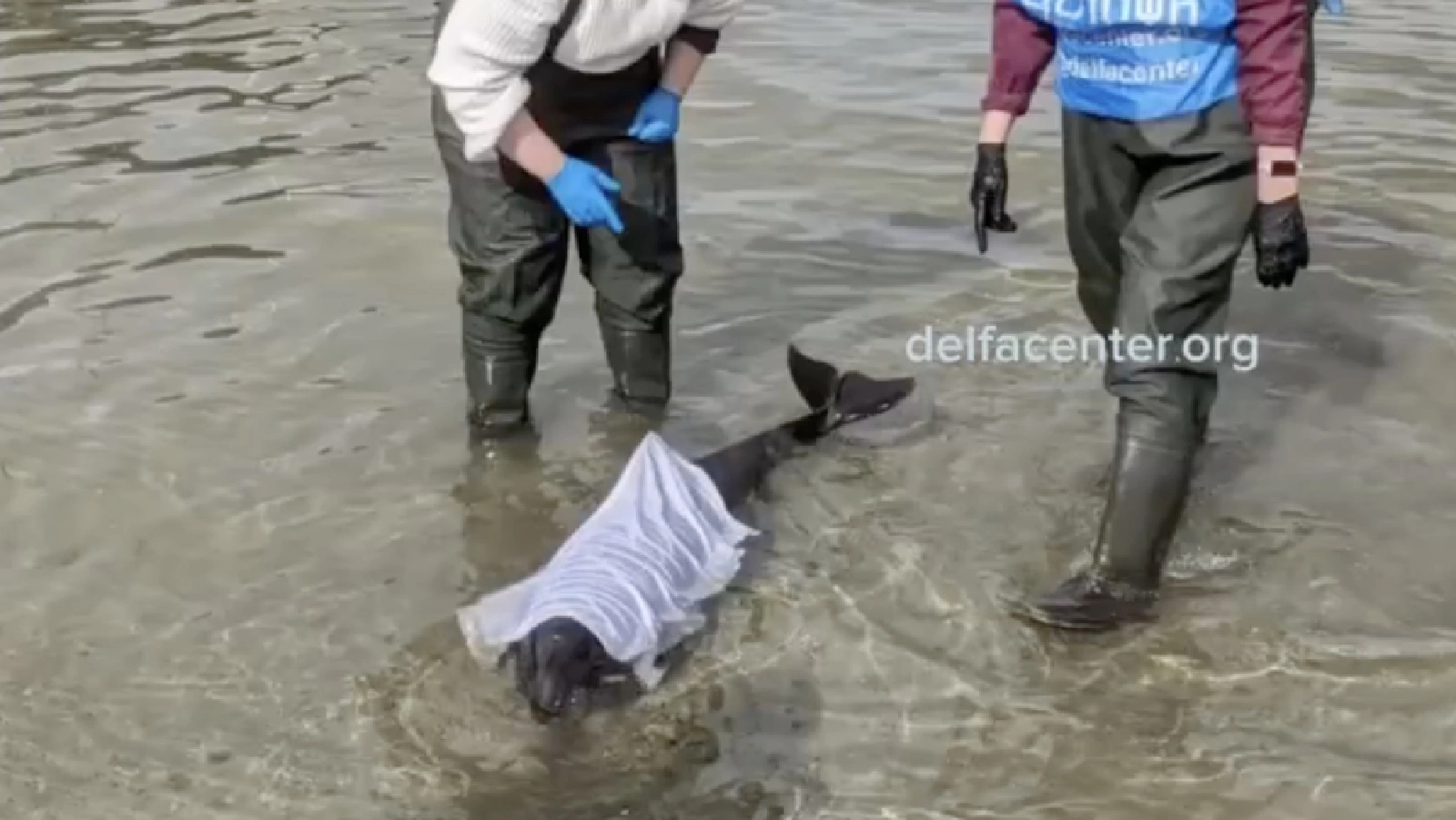 <p>Самец азовского дельфина у побережья Анапы</p>
