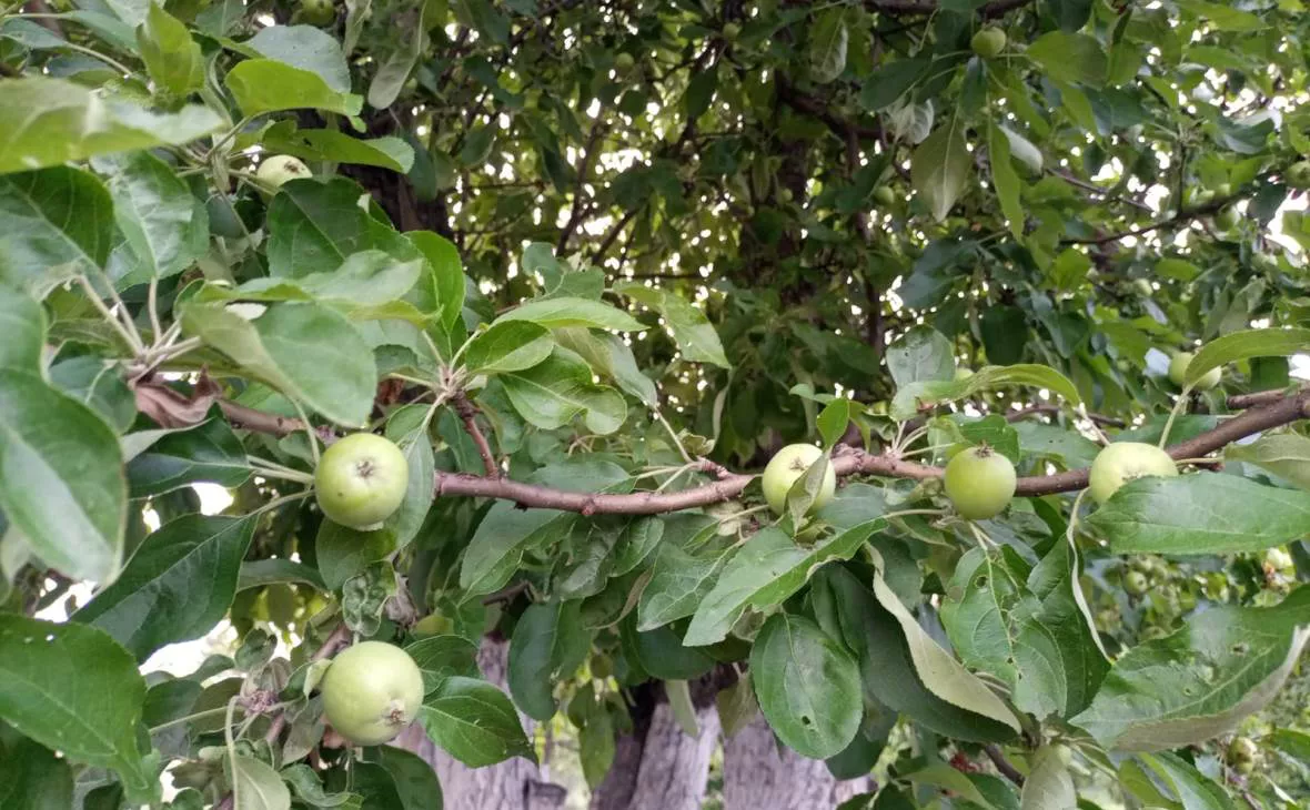 РБК Черноземье