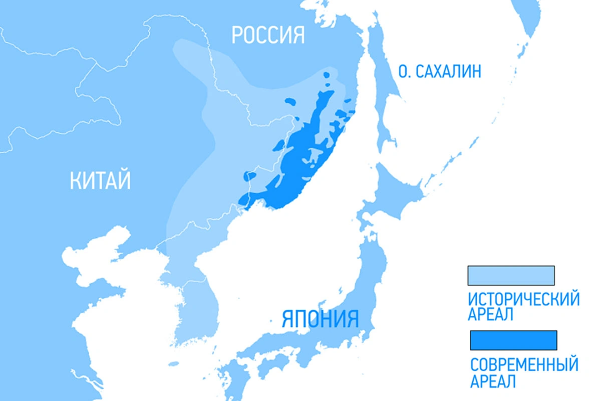 Карта обитания амурского тигра