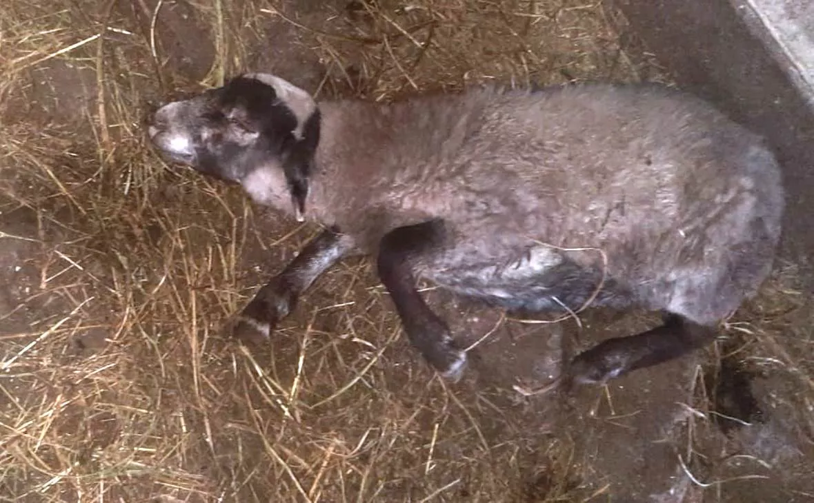 из личного архива Алексея Самойлова