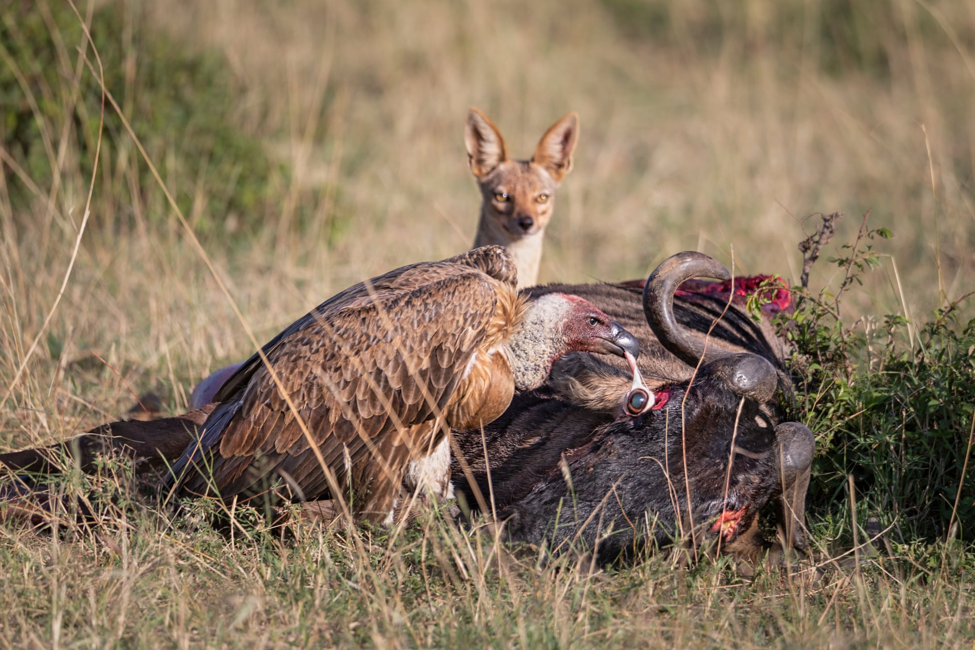 Гриф и лисица пируют у дикой свиньи, Масаи Мара, Кения. Фото: Ашок Бехера. Победитель в категории &laquo;Поведение&nbsp;&mdash; птицы&raquo;